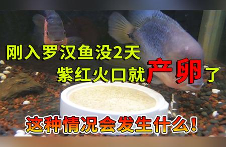 刚入罗汉鱼两天，紫红火口意外产卵！发生了什么？