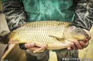 夏季野钓鲤鱼窝料制作全攻略