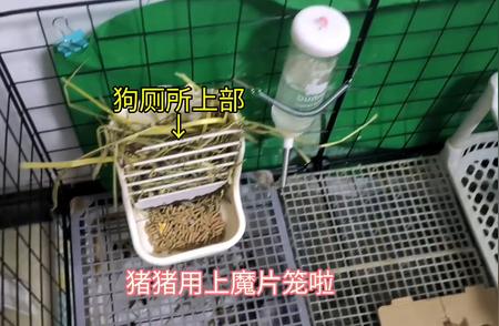 荷兰猪新家大揭秘：魔片笼省钱又实用！