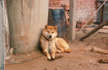 犬种识别：真相揭晓！这到底是秋田日本犬还是兔子犬？