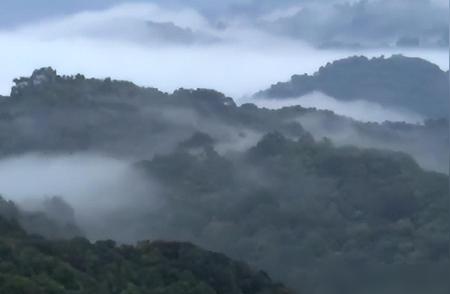 冠豸山惊现罕见龙鱼，探寻濒危物种的神秘面纱