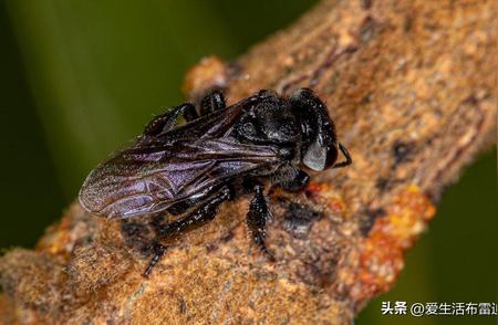 罕见动物照片大揭秘：秃鹫蜂腐肉酿蜜，妖蛾子超越手掌的巨大尺寸