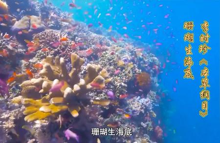 珊瑚：探寻地球最古老的海洋生物之谜