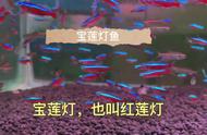 宝莲灯：水族箱的璀璨明星