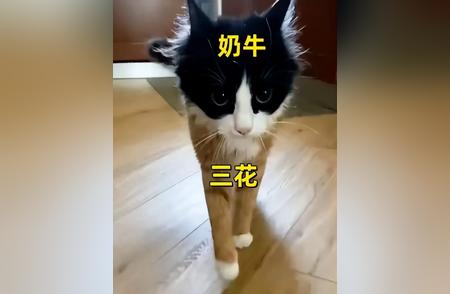 初见！这只东拼西凑的猫让人惊艳！