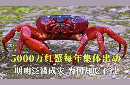 揭秘：5000万红蟹集体出动背后的灾难与隐患