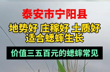 揭秘泰安宁阳：蟋蟀的天堂，探寻价值背后的故事