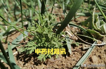 高鹏说药材：最新热点药材品种涨跌行情概览