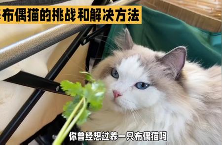 布偶猫：你的理想宠物选择！