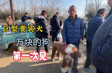 巨型贵宾犬：狗市中的稀世珍品