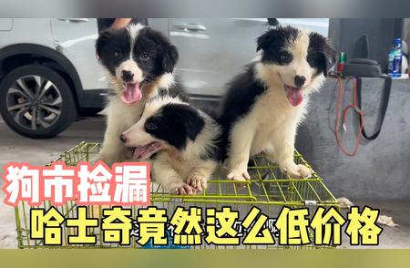 震惊！哈士奇宠物犬仅需360元，超值价格等你来捡漏！