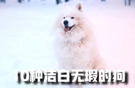 探索十大最纯净的白色犬种