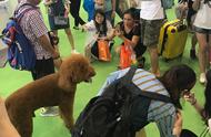 英国巨型贵宾犬亮相宠物展，魅力四射引围观