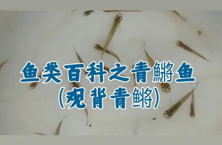 青鱂鱼（观背青鳉）的神奇世界揭秘