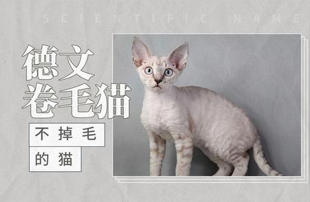 德文卷毛猫：与众不同的掉毛秘密