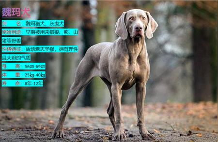 探索魏玛犬的世界：特点、性格与饲养指南