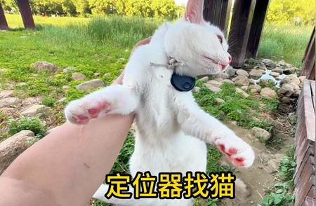 低成本方案找回走失宠物猫的成功秘诀