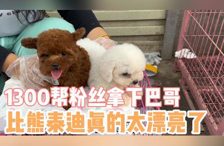 巴哥犬的独特魅力与选购指南