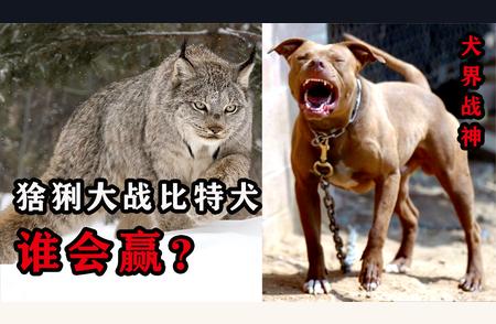 比特犬对决猞猁：谁将胜出？