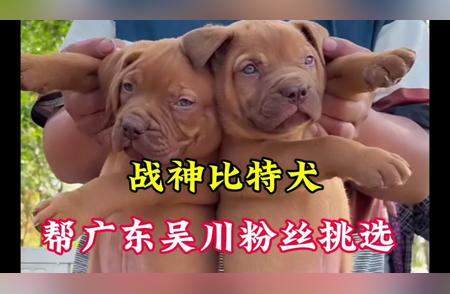 今日农村狗市比特犬挑选攻略