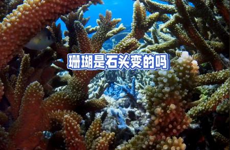 珊瑚的成因：是石头变化而来的吗？