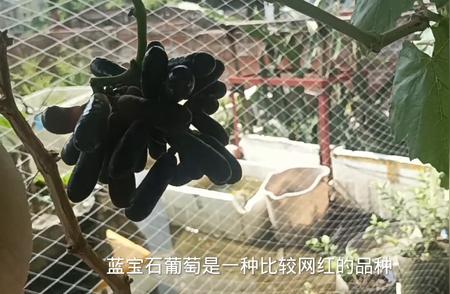 蓝宝石葡萄种植指南：优缺点与促进开花结果技巧