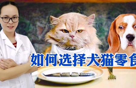 犬猫零食安全购买指南，避免踩雷的小技巧