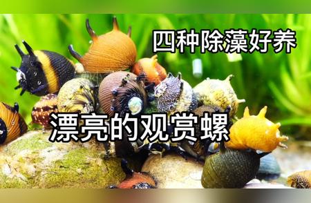 四种高效除藻的观赏螺品种推荐