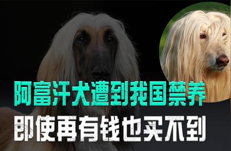 揭秘：为何阿富汗犬在我国被禁养？