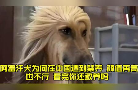 揭秘阿富汗犬在中国遭禁养背后的原因