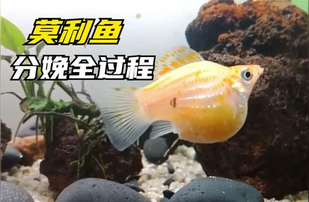 莫利鱼的诞生之旅：从分娩到成长的全过程揭秘