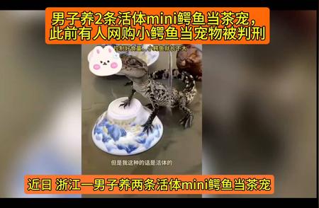 男子家中惊现mini鳄鱼茶宠，养宠新潮流引热议