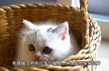 布偶猫：魅力无穷的猫咪种类百科