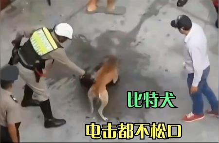 比特犬再次爆发咬架，场面惊心动魄！