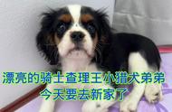 查理王小猎犬：澳洲的宠物明星