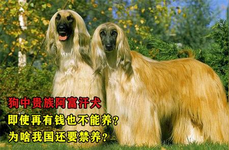 狗中贵族阿富汗犬：揭秘我国禁养背后的原因