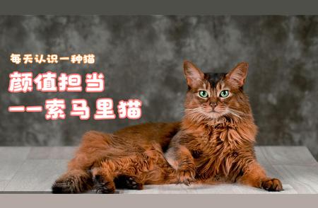 索马里猫：颜值与活力的完美结合！