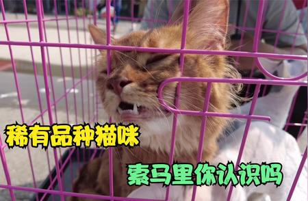 宠物市场丰富多样的猫咪品种解析