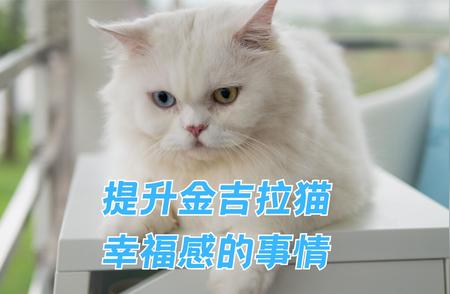 揭秘提升金吉拉猫幸福感的秘诀