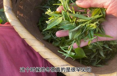 最后一批收尾冬茶：品味一芽一叶的绝美口感