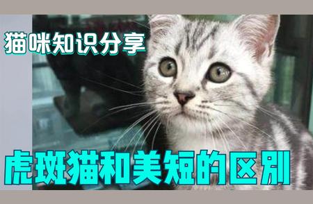 虎斑猫与美短：如何区分两种猫咪的特征？