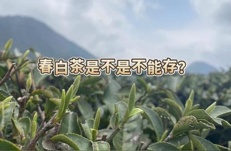 白茶喝法揭秘：春茶新饮，秋茶老品，如何品味最佳？