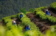 中国十大名茶：流传最广版本大揭秘