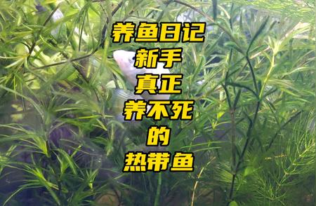 新手养鱼福音：玛丽鱼的超强生命力与繁衍能力