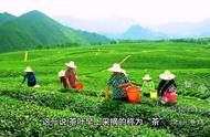 蒙顶甘露：茗茶的先驱，蒙山之巅的秀岭