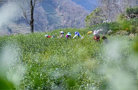 春日茶园忙碌的采茶季