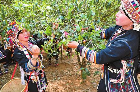 老班章茶园迎来春季新茶采摘季