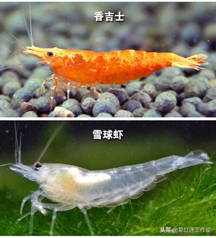 草缸常见观赏虾