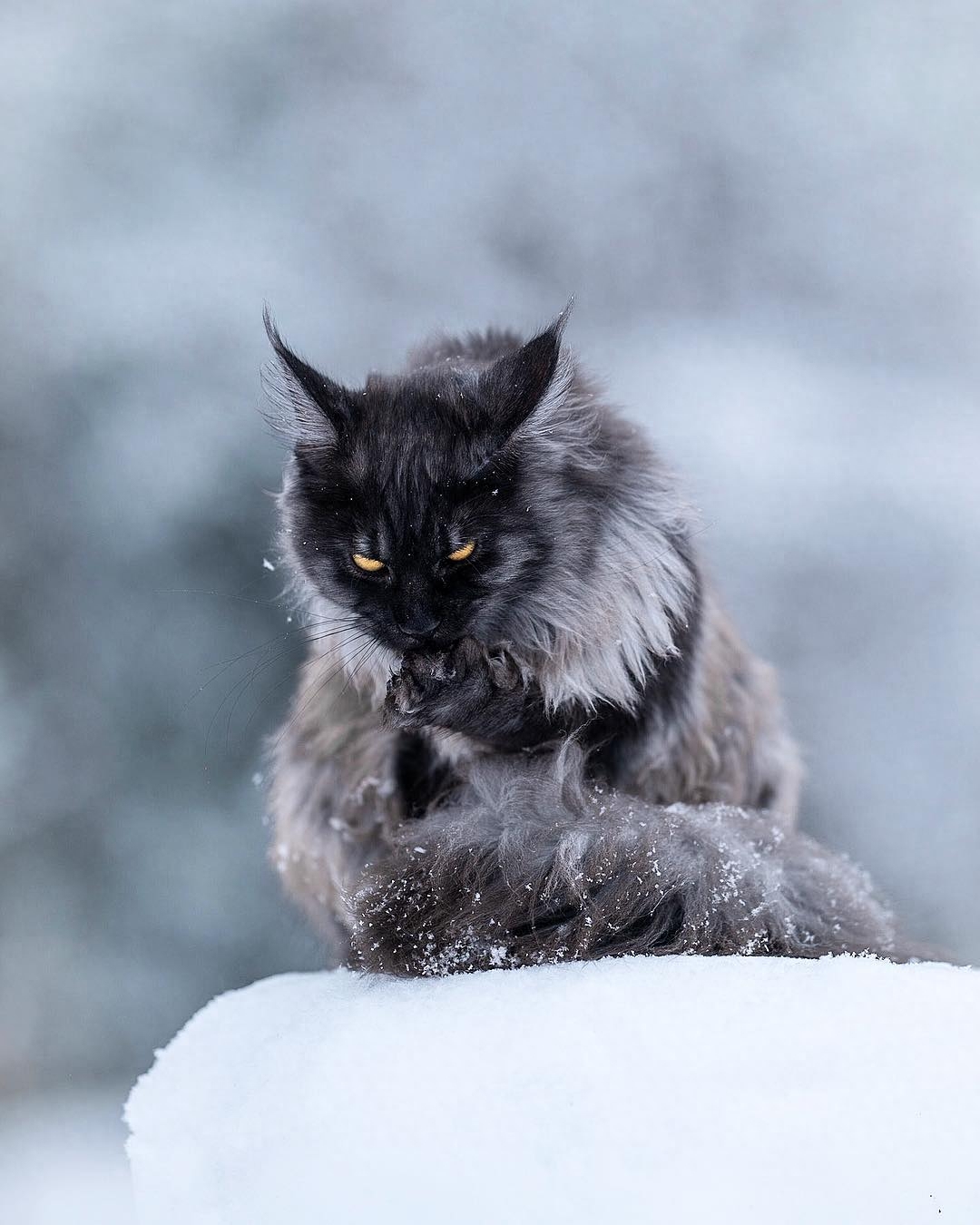 这只缅因猫的经验告诉我们，脸黑不仅威严还显得脸小