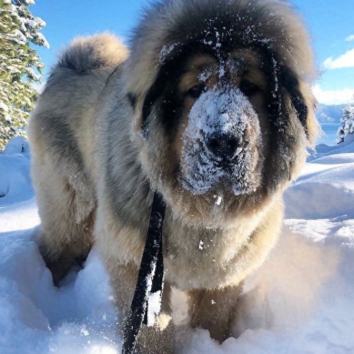 「藏獒特辑」：世界上最古老的稀有犬种，最后一张太像狮子了